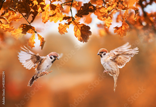 two small birds sparrows fly in the autumn park among the golden leaves