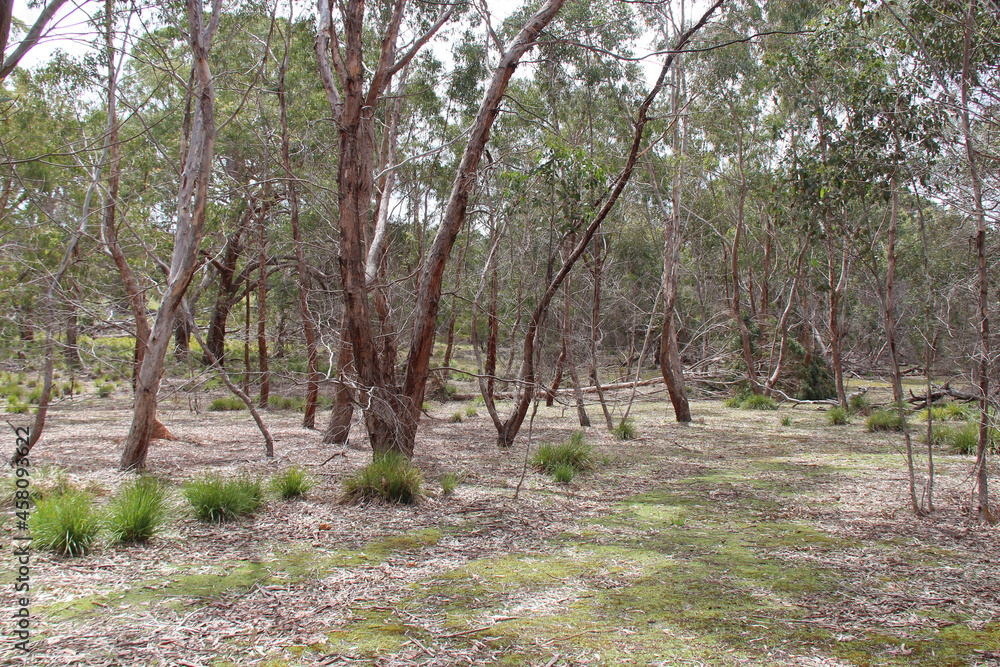 flinders chase natinal park at kangaroo island (australia) flinders chase natinal park at kangaroo island (australia)
