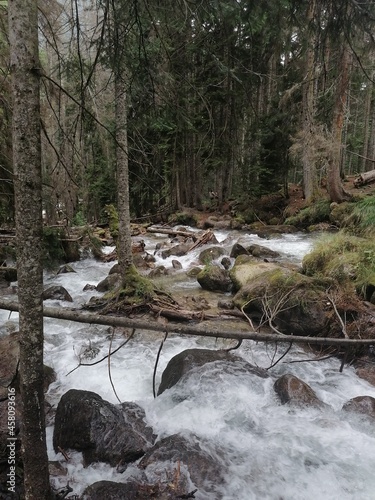 mountain river in a wooded area, russian reserve