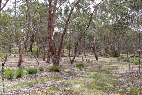 flinders chase natinal park at kangaroo island (australia)