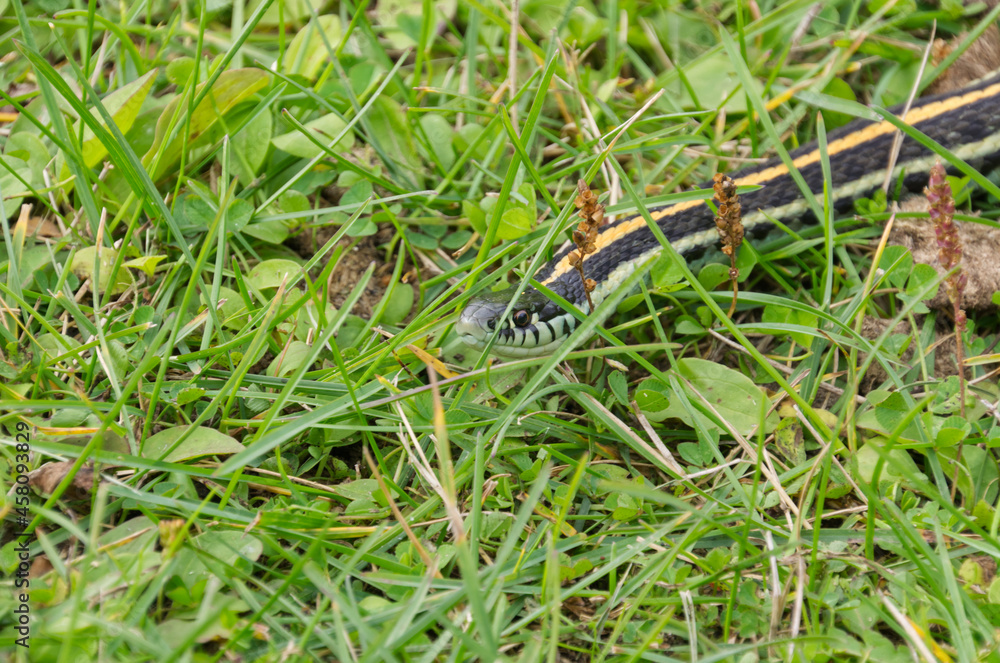 A Garter Snake in the Grass