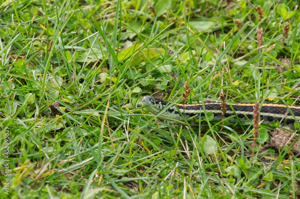 A Garter Snake in the Grass A Garter Snake in the Grass