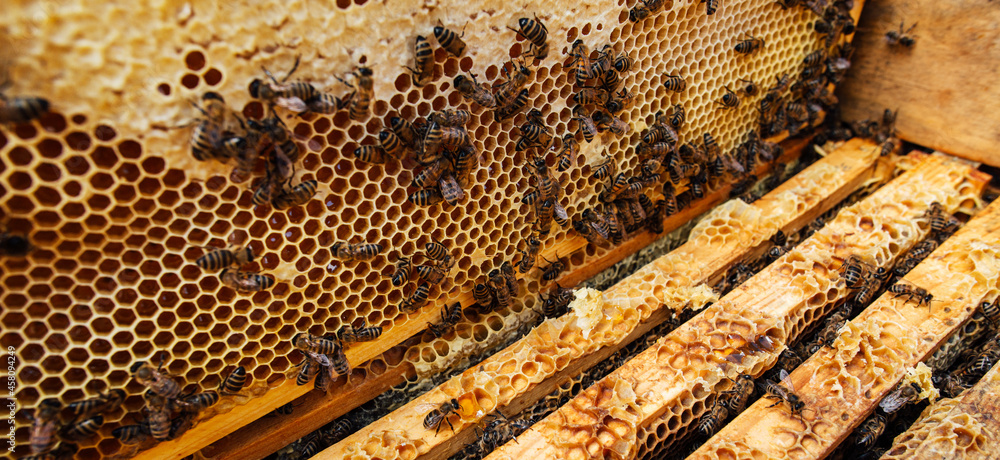 Detailed view of honeycomb full of bees. Detailed view of honeycomb full of bees.