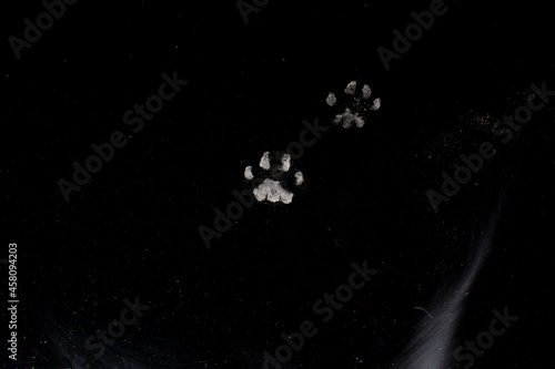 Cat paw dust prints on the hood of a black car