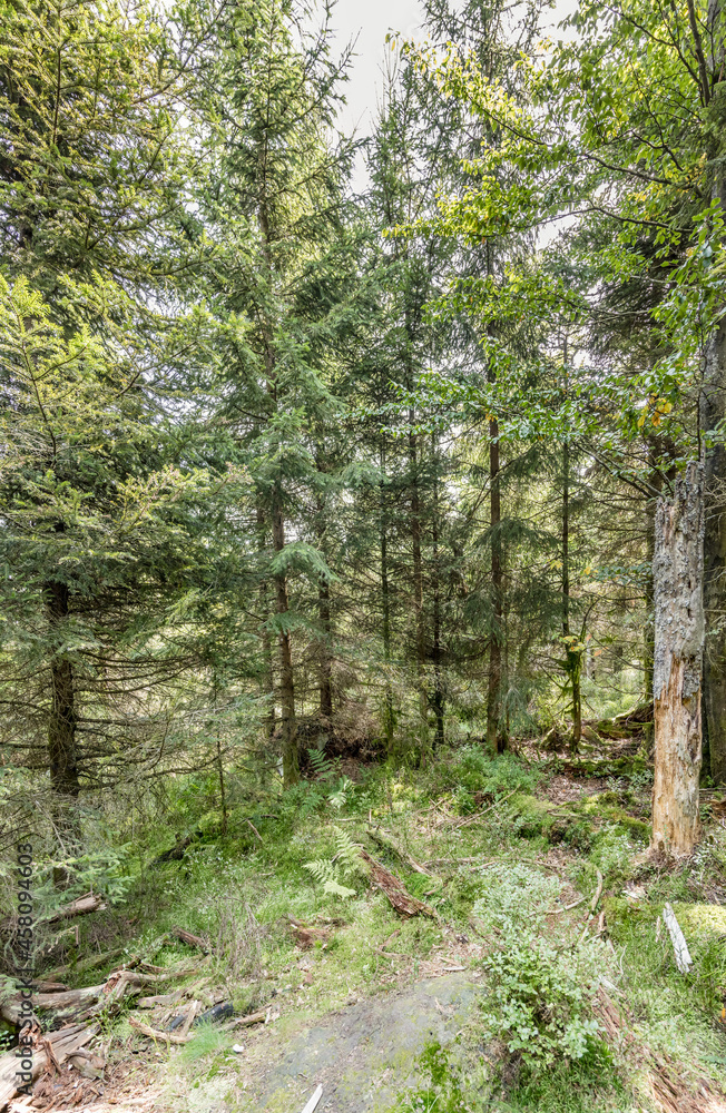 trees and underbush in woods  near Oppenau, Black Forest, Germany