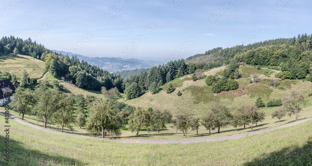 green grass and fruit trees in glade among woods near Lautenbach, Black Forest, Germany
