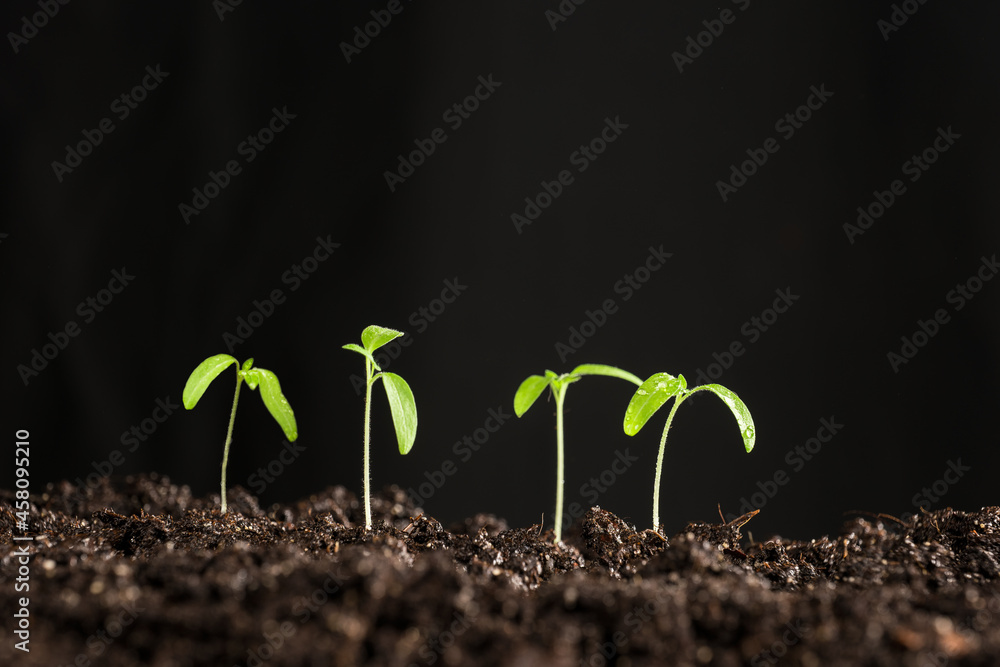 Fototapeta premium small tomato seedlings planted in the soil