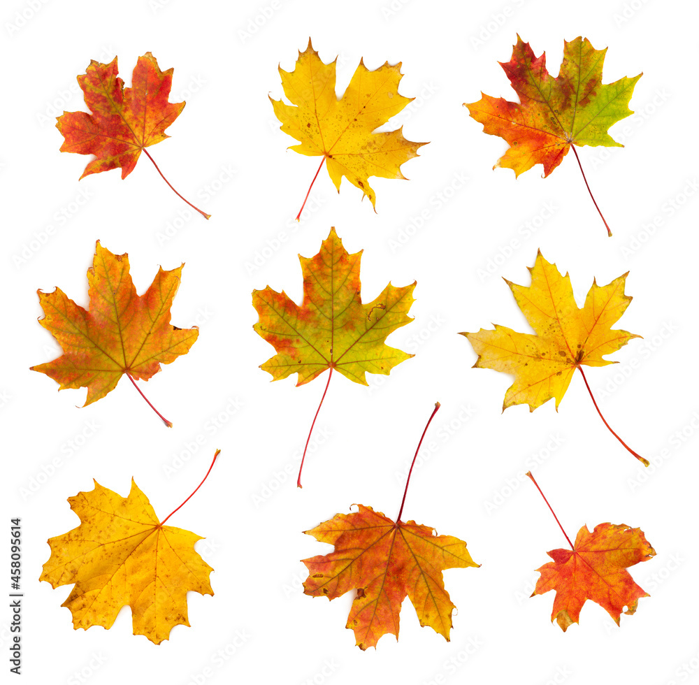 Obraz premium Set of autumn maple leaves isolated on white