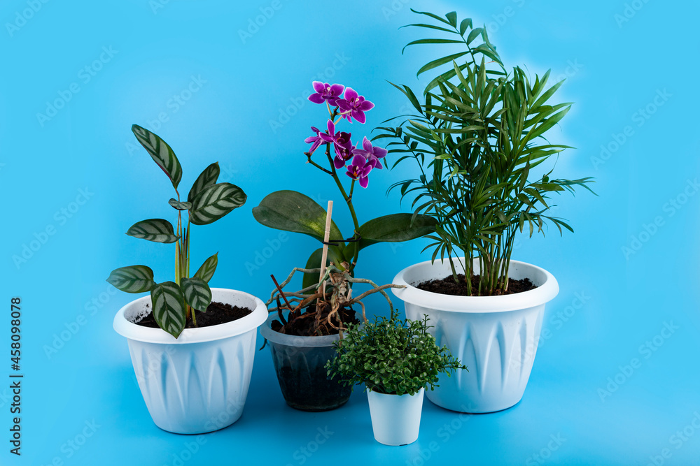 Obraz premium Different indoor flowers