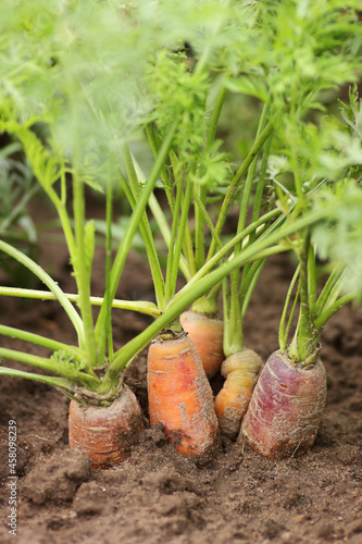 Carrot plant harvesting in the garden field, macro, closeup, regenerative agriculture, biodynamic farming, permaculture, crop growing, monoculture, sustainable countryside living concept, vertical