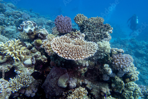 Colorful coral reef at the bottom of tropical sea, hard corals and divers in a background, underwater landscape