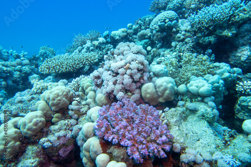 Colorful, picturesque coral reef at the bottom of tropical sea, different types of hard coral and violet Pocillopora, underwater landscape