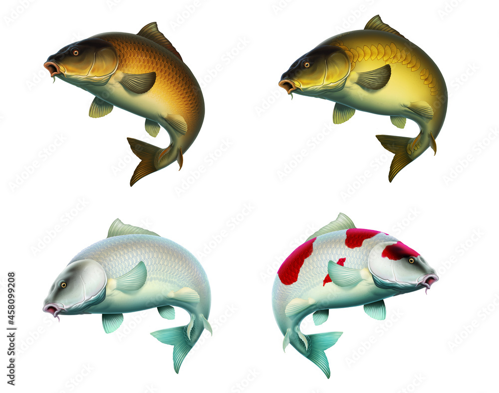 Set of illustrations of carp fish. Wallpaper carp, Japanese carp and mirror isolate realism. Set of illustrations of carp fish. Wallpaper carp, Japanese carp and mirror isolate realism.