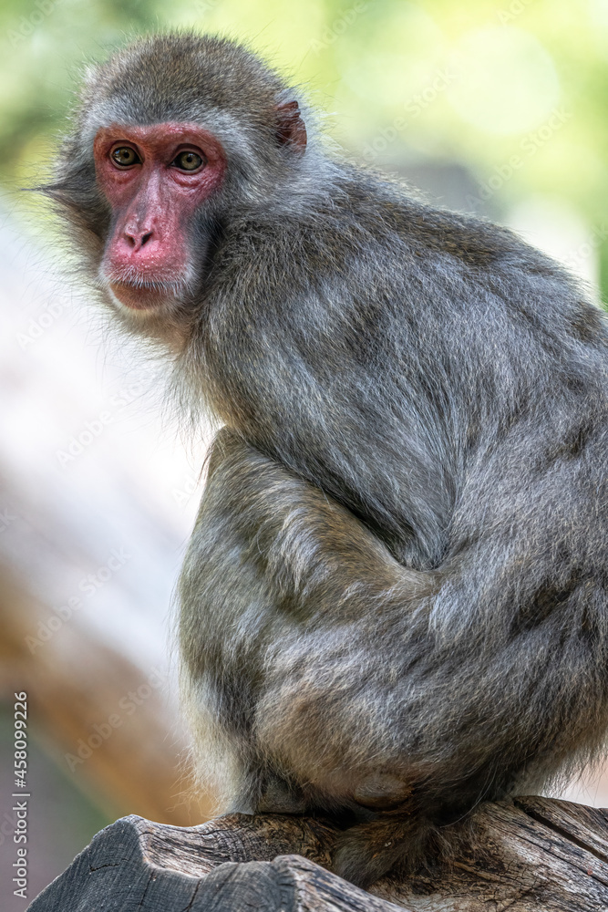 Obraz premium Sitting Japanese Macaque (Macaca fuscata)
