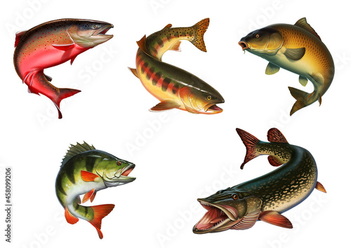 Large Set of freshwater fish. Several fish illustration realism isolate.