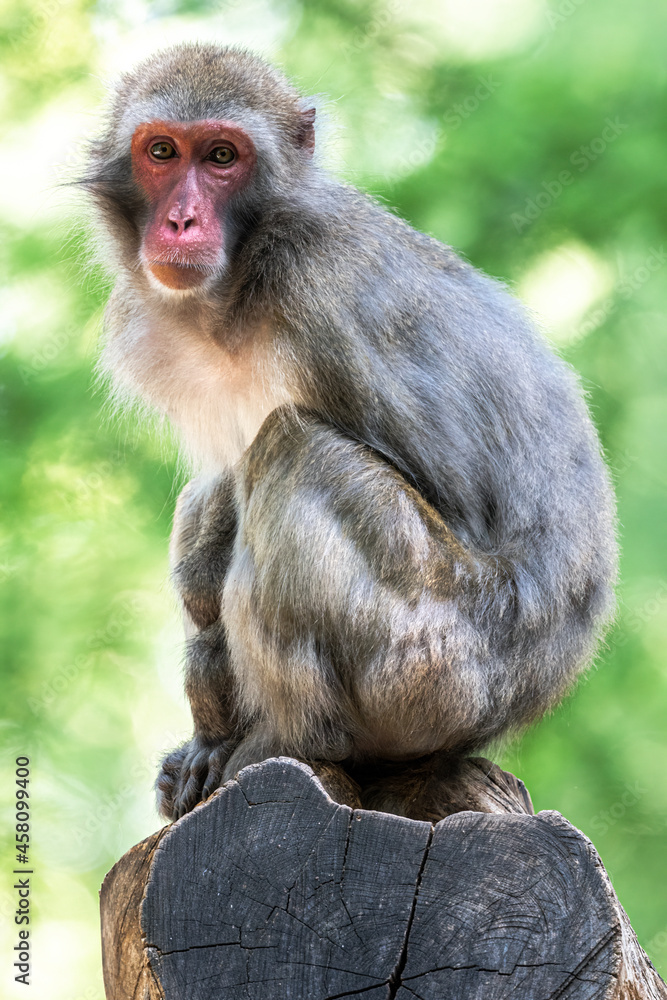 Fototapeta premium Sitting Japanese Macaque (Macaca fuscata)