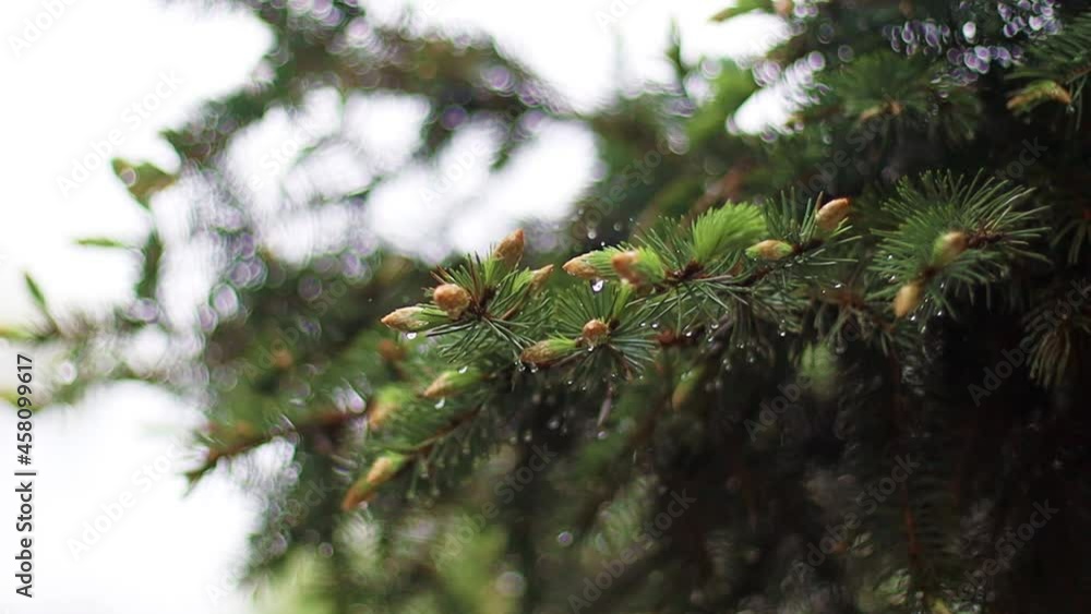 Drops at a pine tree branch, the evergreen tree. Wet pine branch after the rain