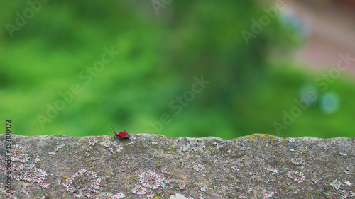 Bedbug soldier on the edge