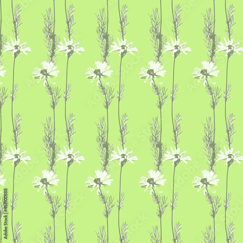 Vector pattern from botanical set of realistic bicolor herbs, chamomiles. The herbarium is collected from meadow grasses. Suitable for cover design, wall art, invitation, fabric, poster, canvas print. photo