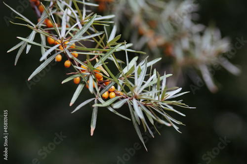 a branch of sea buckthorn berries close up. a lot of berries on a bush with green leaves 