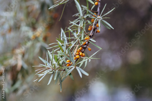 a branch of sea buckthorn berries close up. a lot of berries on a bush with green leaves 
