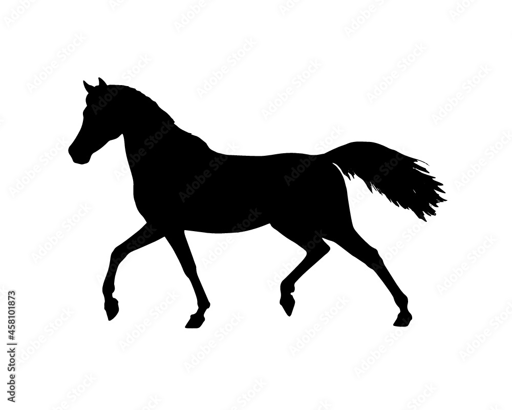 Beautiful arabian horse. Silhouette of a horse. Equine vector drawing.	