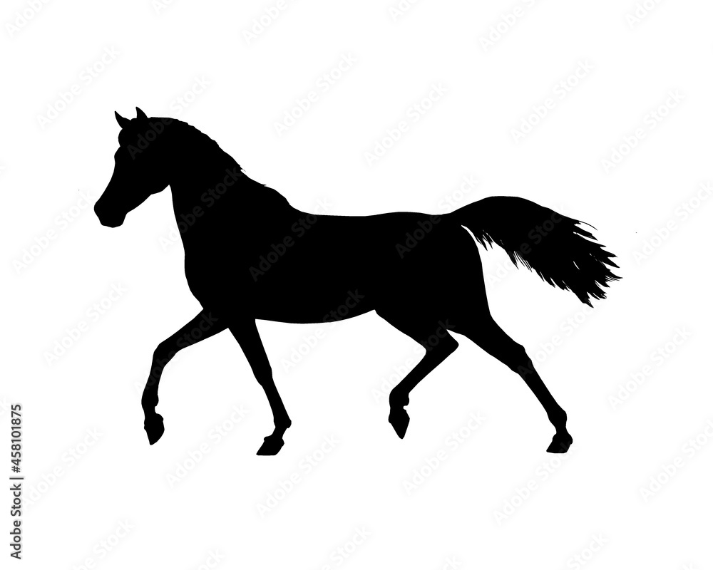 Beautiful arabian horse. Silhouette of a horse. Equine drawing.