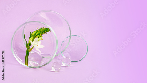Petri dishes staying on the purple backgrounds with flower branch inside.Glass balls near it.Concept of the research and creating cosmetics,large banner.