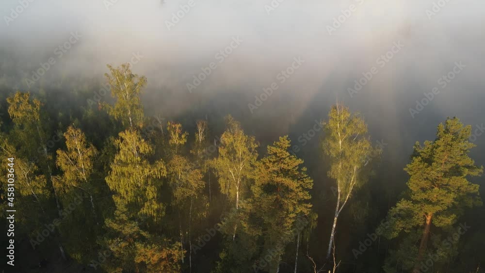fog in the forest fog in the forest