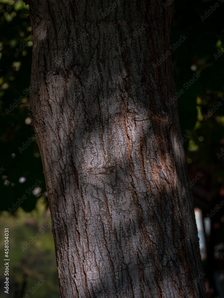 plants, palm, wood texture, greenery plants, palm, wood texture, greenery