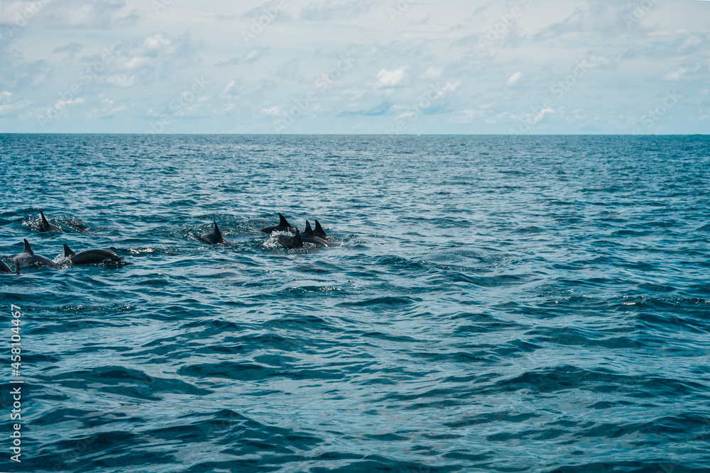 custom made wallpaper toronto digitalNatural background. The open blue Indian Ocean and a flock of dolphins jumping out of the water.
