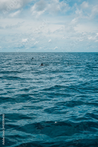 Natural background. The open blue Indian Ocean and a flock of dolphins jumping out of the water.