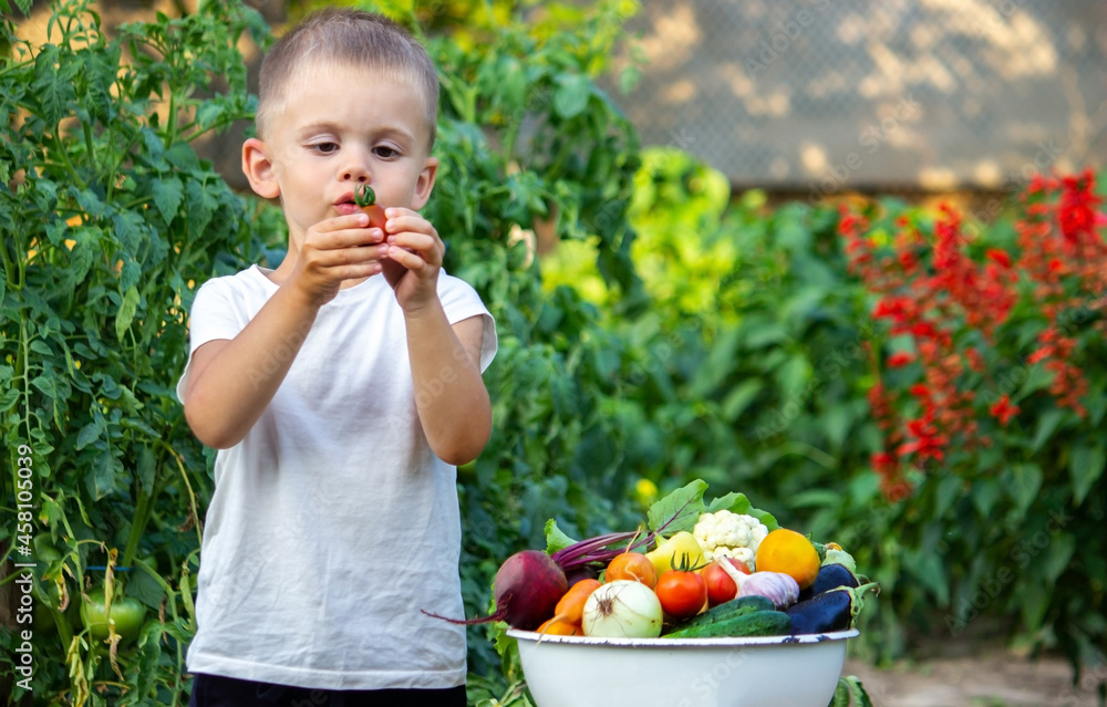 The child holds vegetables in his hands. Vegetables in a bowl on the farm. Organic product from the farm The child holds vegetables in his hands. Vegetables in a bowl on the farm. Organic product from the farm