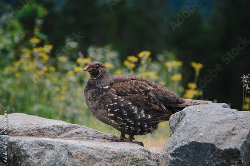 Fotografia, Obraz Closeup of a Siberian grouse on rocks in a field with a blurry background