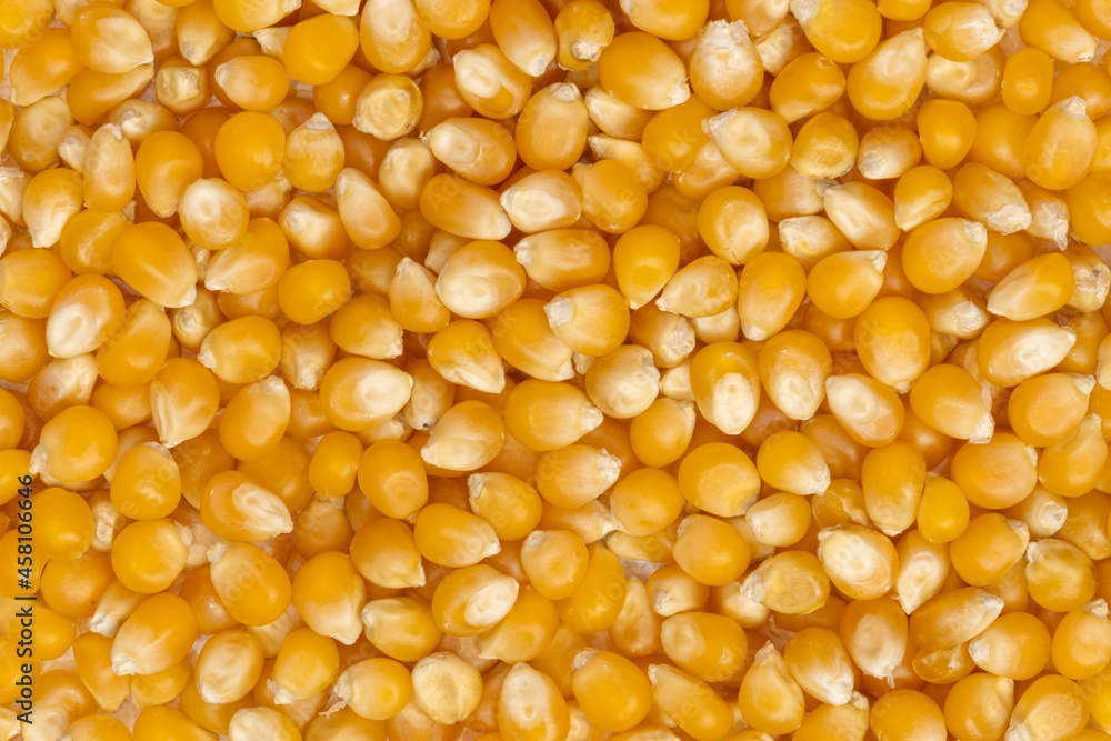 beautiful corn kernels
in the foreground for healthy cooking beautiful corn kernels
in the foreground for healthy cooking