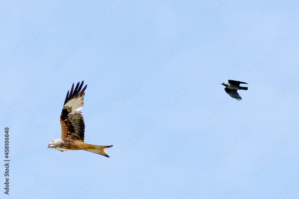 Fototapeta premium Red kite bird flying in the air