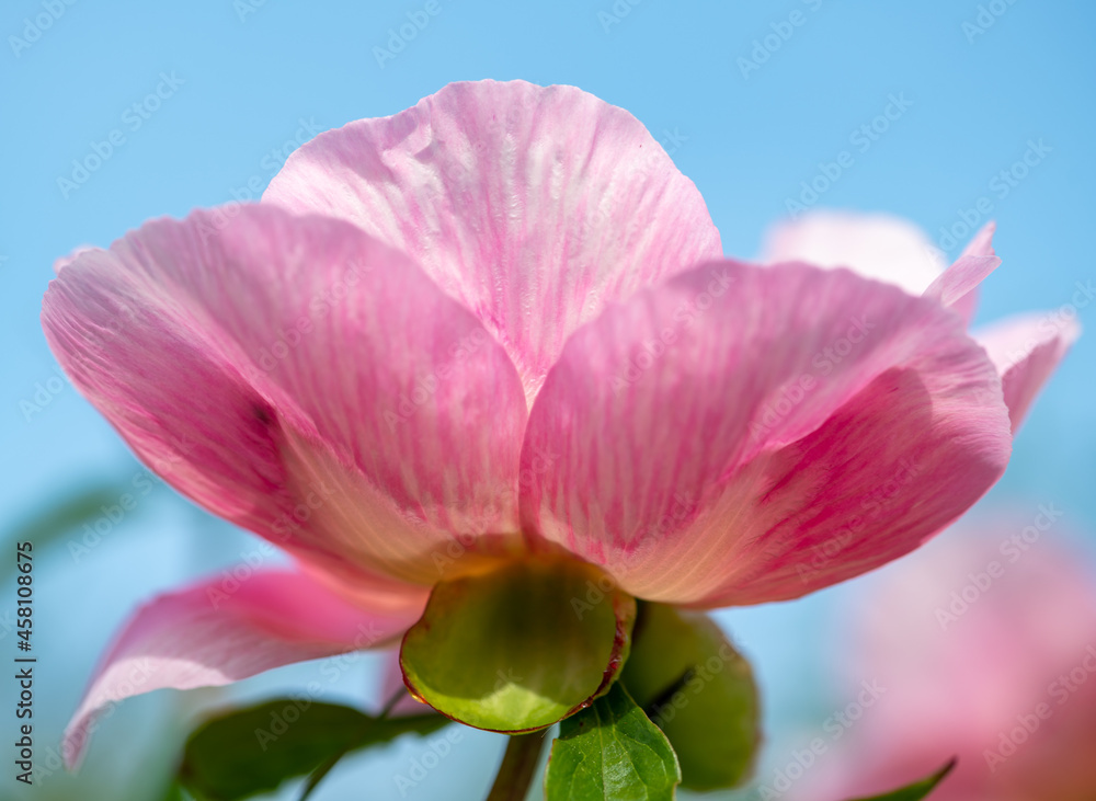 pink rose against sky
