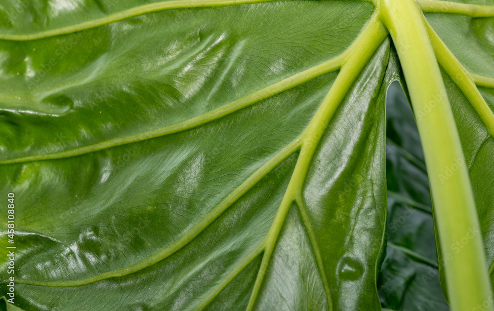 green leaf texture green leaf texture