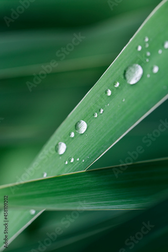 Nature Background. Fresh green grass with dew drops closeup