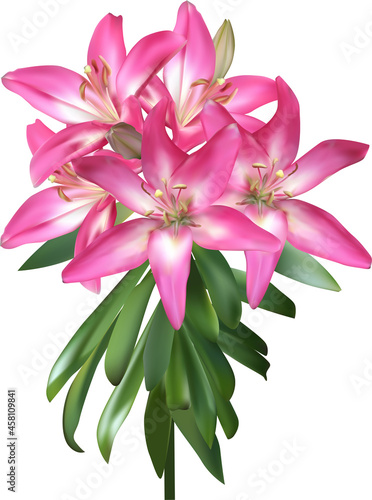 bright pink lily flowers lush bunch on white