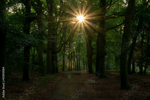 sunbeams shine through the trees on a forest path in the Kaapse Bossen near Doorn on the Utrechtse Heuvelrug photo