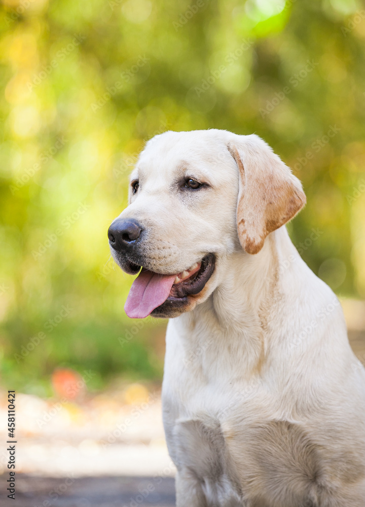 Yellow labrador retriever portrait in the park Yellow labrador retriever portrait in the park