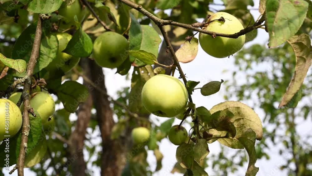 Branch with apples in the wind . Fruit hanging on a tree. Garden apples. Harvest . Prolific trees. Apple saved. The branch sways in the wind. High quality 4k footage Branch with apples in the wind . Fruit hanging on a tree. Garden apples. Harvest . Prolific trees. Apple saved. The branch sways in the wind. High quality 4k footage