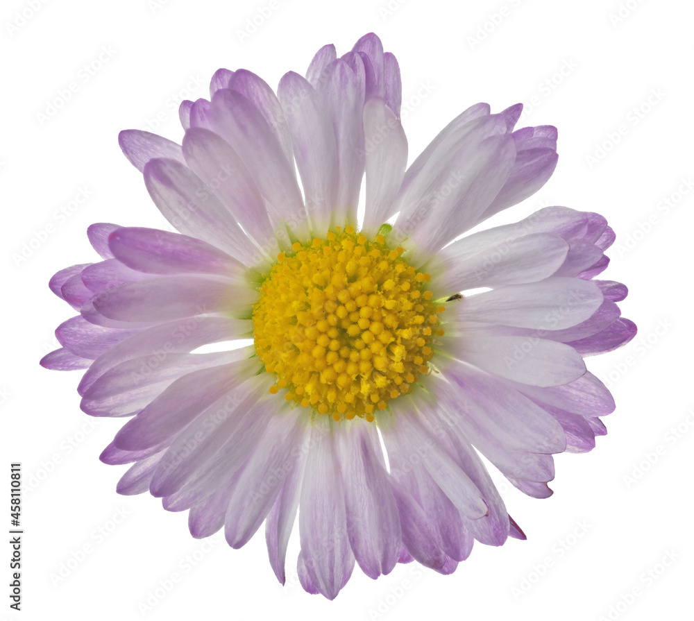 light violet color daisy small bloom isolated on white