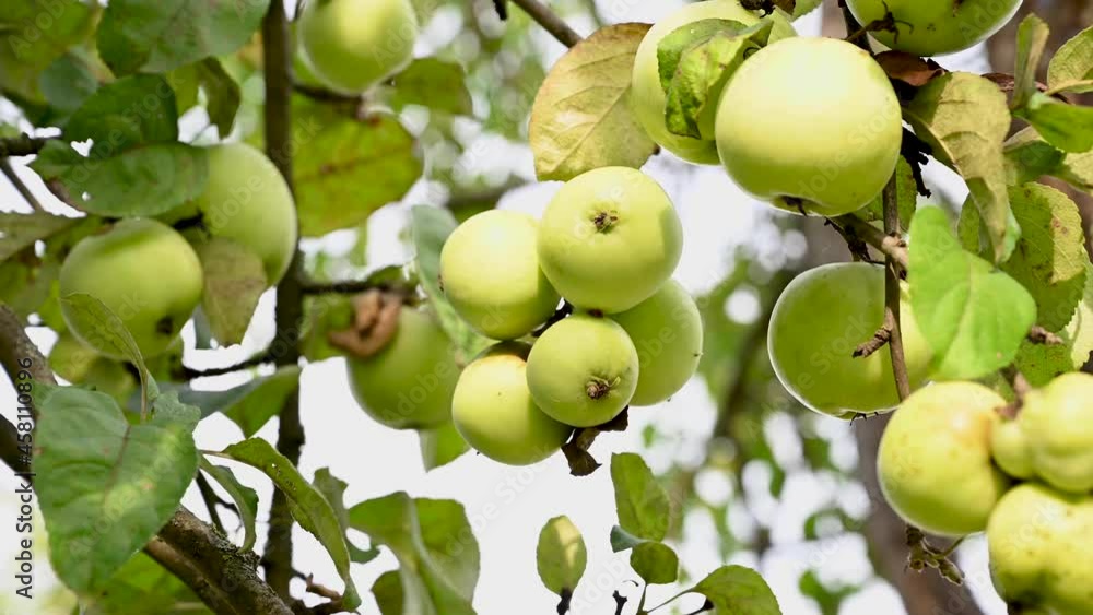 Branch with apples in the wind . Fruit hanging on a tree. Garden apples. Harvest . Prolific trees. Apple saved. The branch sways in the wind. High quality 4k footage Branch with apples in the wind . Fruit hanging on a tree. Garden apples. Harvest . Prolific trees. Apple saved. The branch sways in the wind. High quality 4k footage