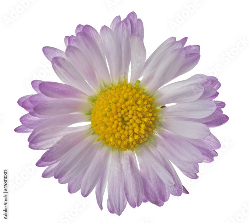 light violet color daisy small bloom isolated on white