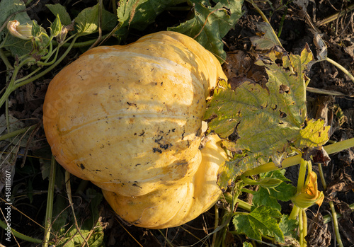 Large yellow garmelon with ribs growing on a green field in old leaves