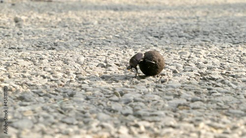 The dung beetle rolls the ball on the surface of the road.
