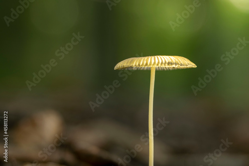 macro photo of a small forest mushroom with a nice soft bokeh background