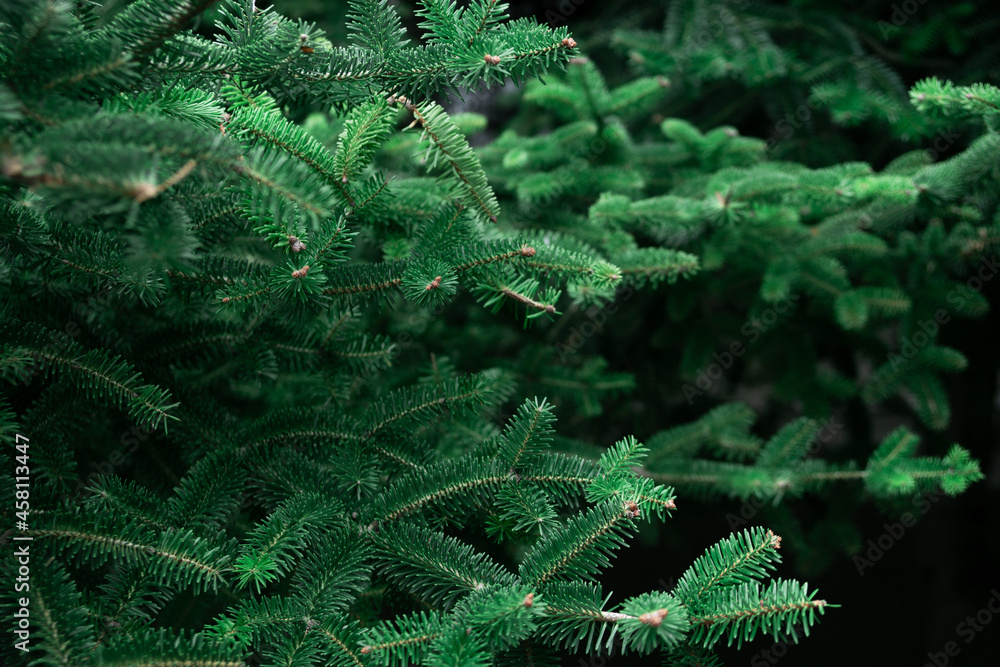 Pattern of beautiful young branches from a Christmas tree. Christmas background